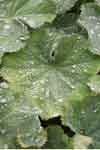 Leaf droplets